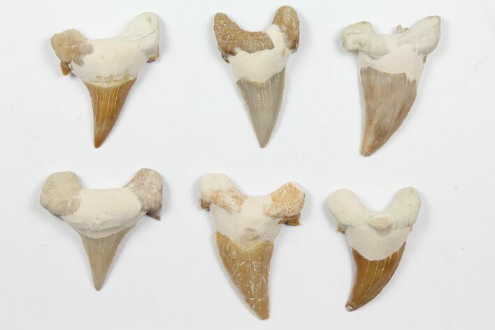 Lot - Fossil Otodus Shark Teeth (Restored) - Pieces #96659